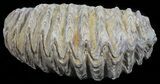 Cretaceous Fossil Oyster (Rastellum) - Madagascar #54482-1